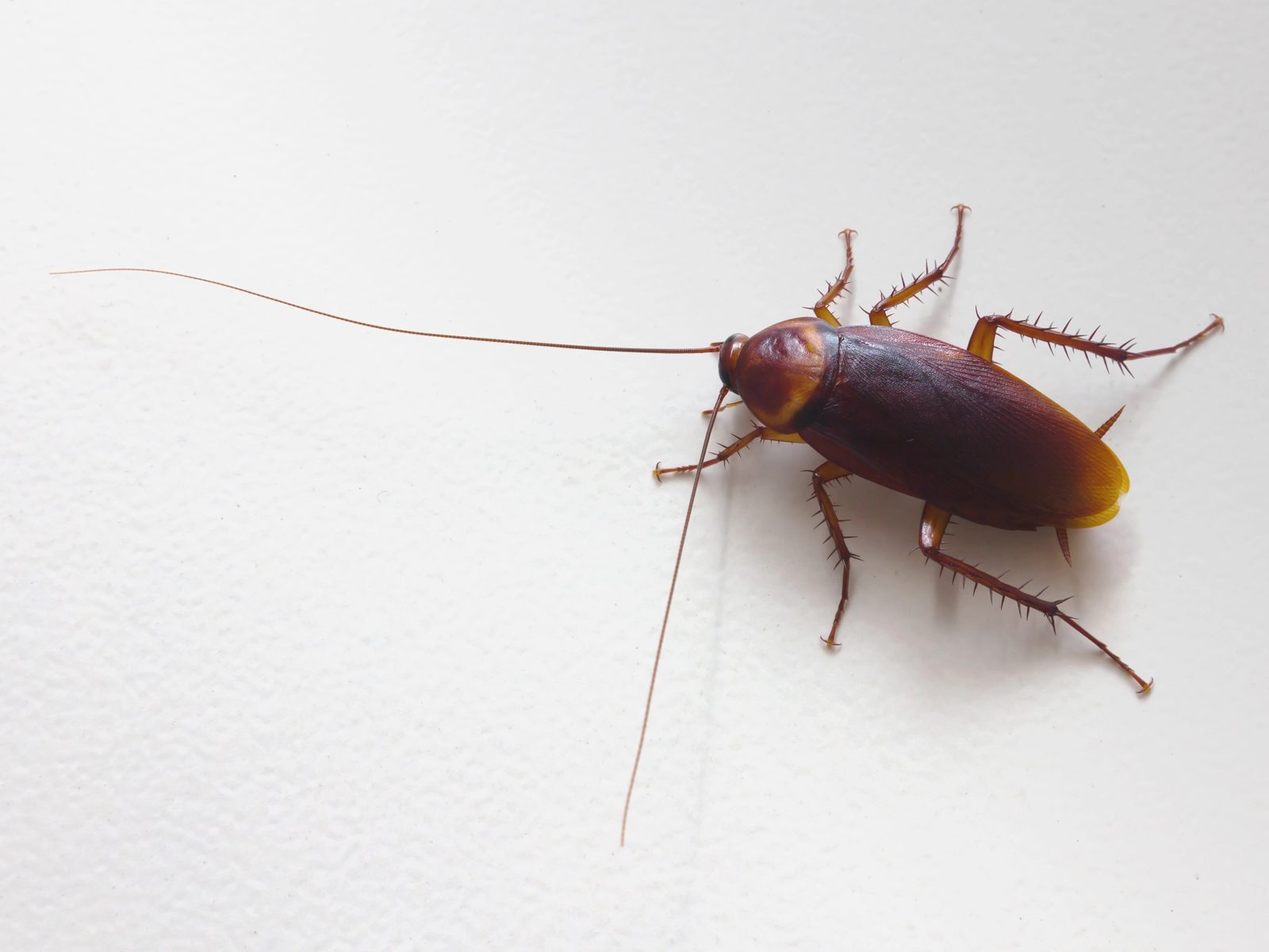 Cockroach