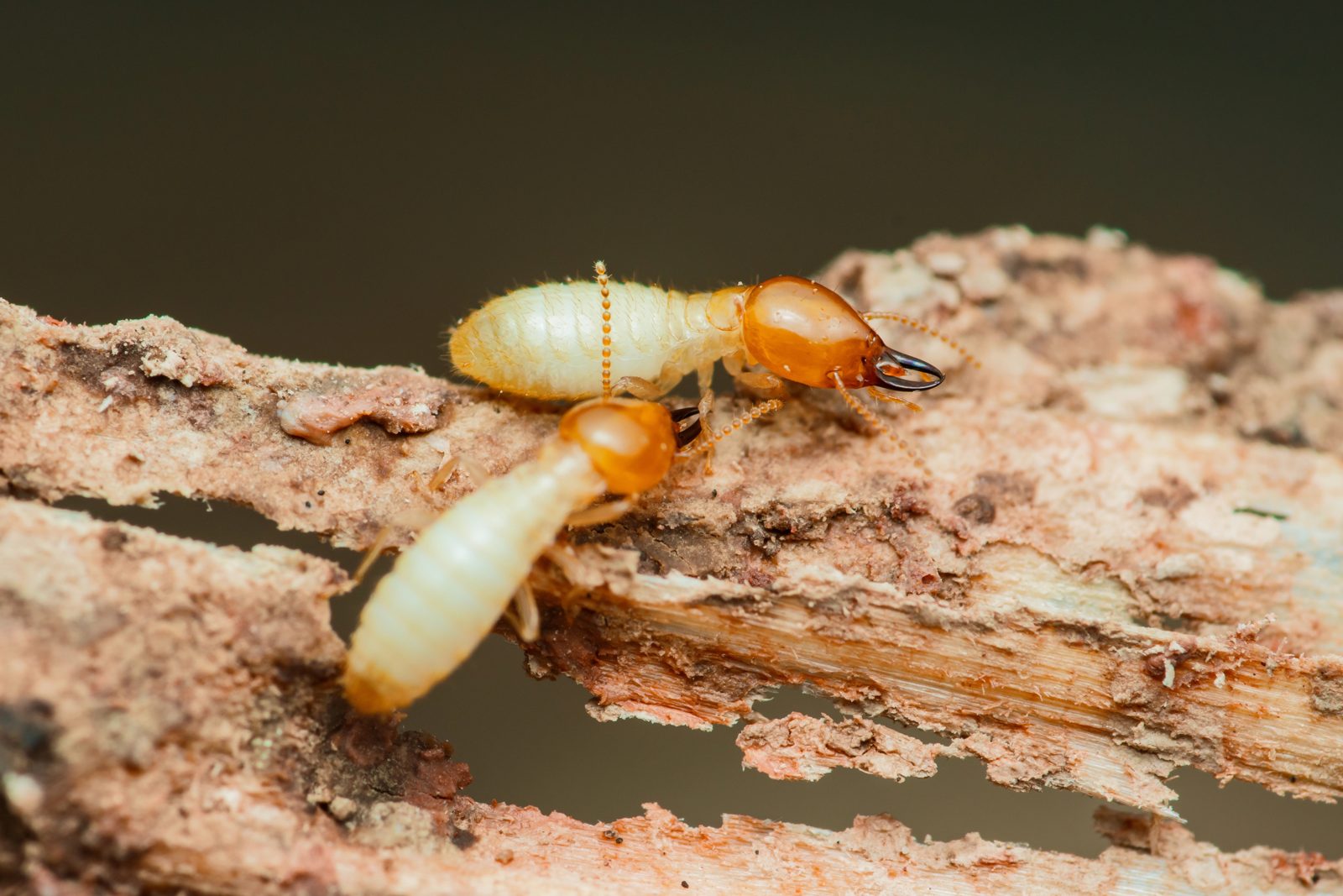 Termites on wood
