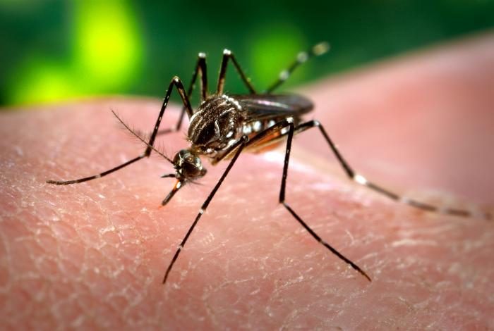 Yellow fever mosquito (Aedes aegypti)