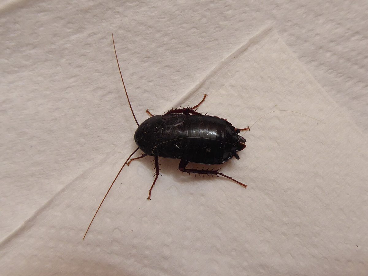 Oriental cockroach (waterbug)